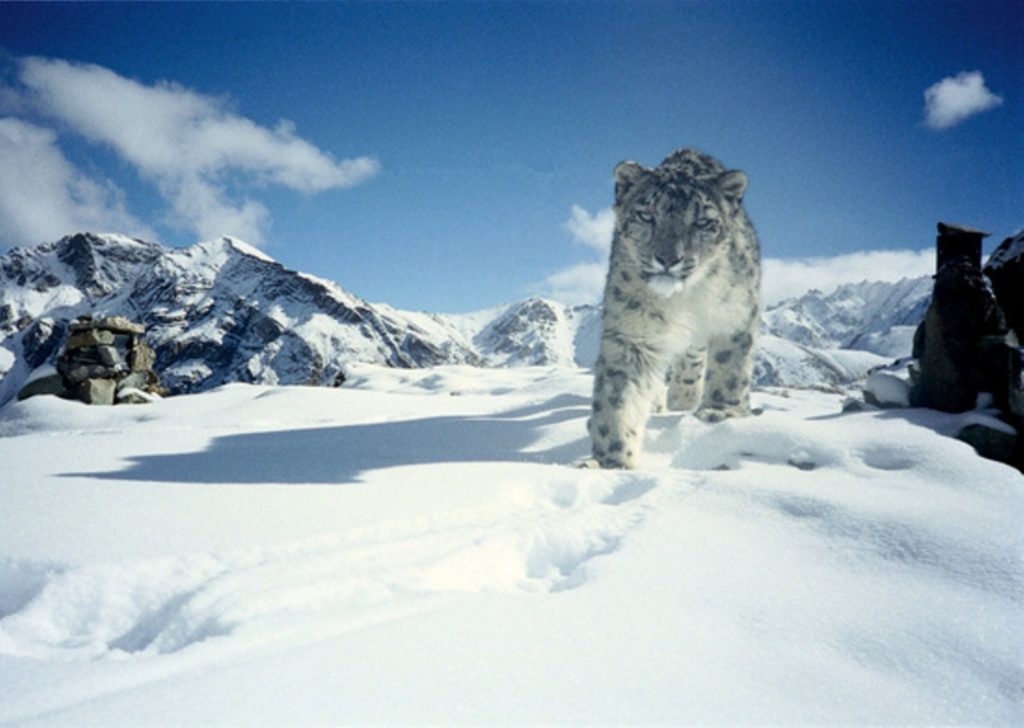 Snow_Leopard_in_Hemis_National_Park
