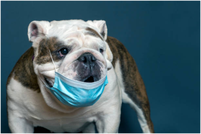 Coronavirus: tips to care and entertain your pet during isolation