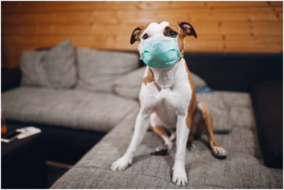 Coronavirus: tips to care and entertain your pet during isolation