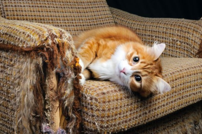 How to make a cat repellent to protect furniture